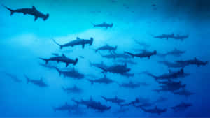 Caption: The Majestic Black Shark In Deep Sea Exploration Wallpaper