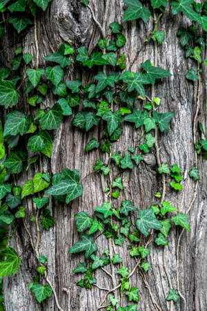 Caption: Tranquil Green Leaves On Vines Wallpaper