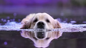 Caption: Ultramodern 4k Monitor Display Wallpaper