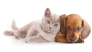 Caption: Unlikely Friends - A Cat And A Dog Bonding Wallpaper