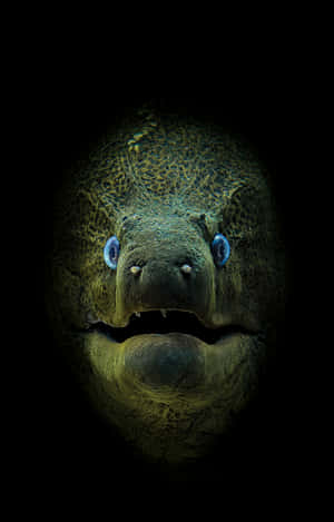 Caption: Up-close Encounter With A Moray Eel Wallpaper