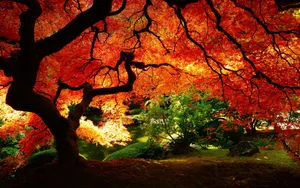 Caption: Vibrant Autumn Colors Of Japanese Maple Tree Branches Wallpaper