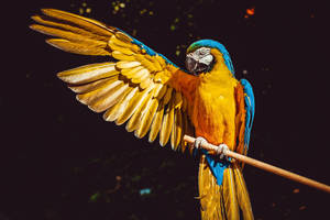 Caption: Vibrant Blue And Yellow Macaw In The Wild Wallpaper