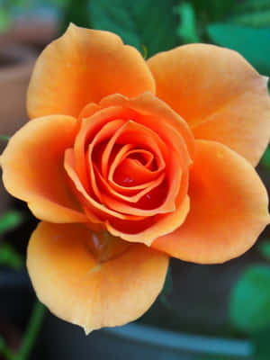 Caption: Vibrant Orange Garden Flower Wallpaper