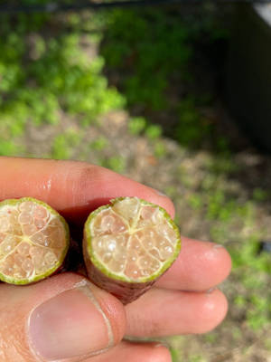 Caption: Vibrant Pink Finger Lime Wallpaper