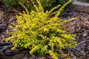 Caption: Vibrant Yellow Japanese Barberry Shrubs In A Blossom Bed Wallpaper