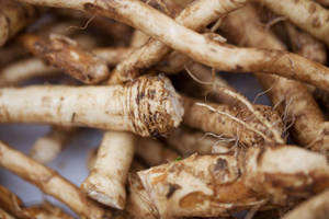 Caption: Vibrantly Fresh Horseradish With Distinct Root Hairs Wallpaper
