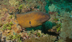Caption: Yellow-edged Moray Eel Swimming In Tropical Reef Wallpaper