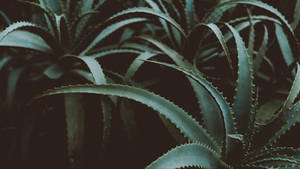Captivating Aloe Vera Plant In 4k Quality Wallpaper