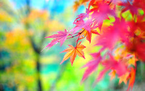 Captivating Autumn Scenery With Pink Leaves Wallpaper