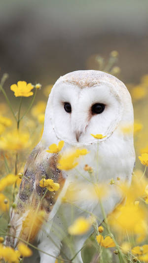 Captivating Baby Owl Wallpaper