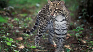 Captivating Gaze Of A Wild Ocelot Wallpaper