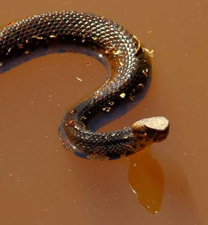 Captivating Image Of A Dark Brown Water Moccasin In Mud Wallpaper