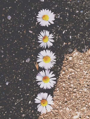 Captivating Indie Flower Wallpaper Wallpaper