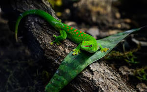 Captivating Orange-spotted Green Gecko Wallpaper