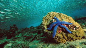Captivating Royal Blue Starfish Wallpaper