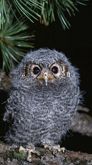Captivating Sight Of A Gray Baby Owl Wallpaper