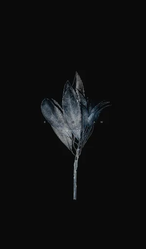 Captivating Tumblr Photography With Iphone Wallpaper