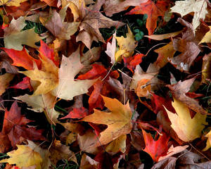 Capture Nature's Beauty With This Photo Of Vibrant Fall Leaves Wallpaper