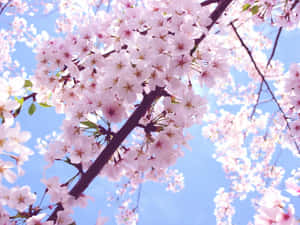 Capture Spring's Joy With The Beauty Of Sakura Blossom Wallpaper