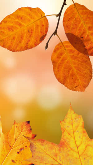 Capture The Beauty Of Fall With This Mesmerizing Iphone Wallpaper. Wallpaper