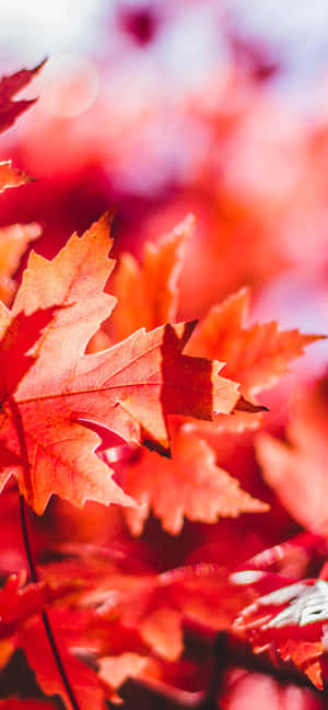 Capture The Beauty Of Fall With This Vibrant And Stylish Fall Leaves Iphone Wallpaper. Wallpaper