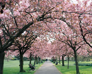 Capture The Beauty Of Sakura Blossom Wallpaper