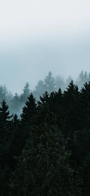 Capture The Epic Beauty Of Trees With The Iphone Wallpaper