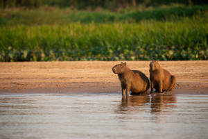 Capybara Couple By The Water Wallpaper