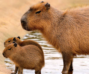 Capybara Family Out Of Water Wallpaper