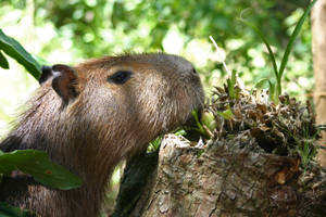Capybara Gnawing Stump Wallpaper