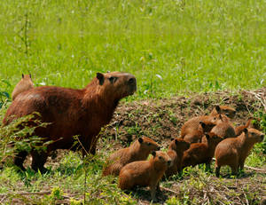 Capybara Mom And Babies Wallpaper