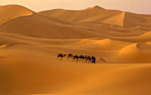 Caravan Of Camels At The Sahara Wallpaper