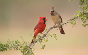 Cardinal Couple Wallpaper