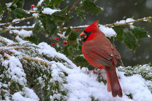 Cardinal Eating In Snow Wallpaper