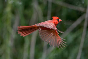 Cardinal Mid-flight Wallpaper