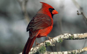 Cardinal On Mossy Branch Wallpaper