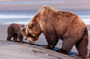 Carefully Caring For Baby Bears Wallpaper