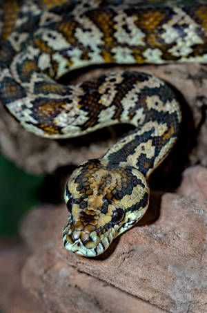 Carpet Python Snake Wallpaper