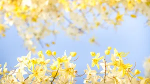 Cassia Fistula Yellow Aesthetic Flower Desktop Wallpaper