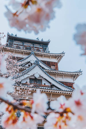 Castle And Japanese Sakura Wallpaper