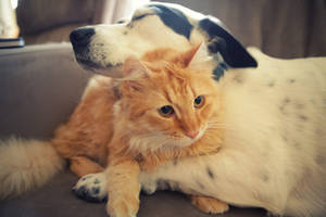 Cat And Dog Hugging Wallpaper