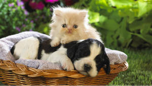 Cat And Dog In A Basket Wallpaper
