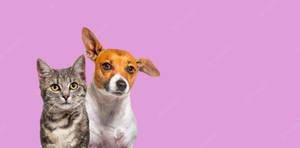 Cat And Dog On Pink Wallpaper