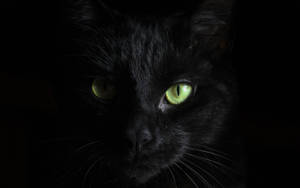 Cat Black Mac Wallpaper