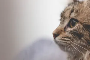 Cat Close Up Wallpaper