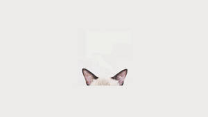 Cat Computer Ears Wallpaper