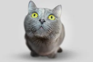 Cat Fisheye View Wallpaper