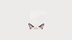Cat Head Minimalist Aesthetic Laptop Wallpaper