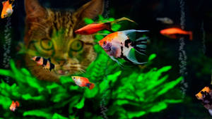 Cat Looking At Tropical Fish Wallpaper